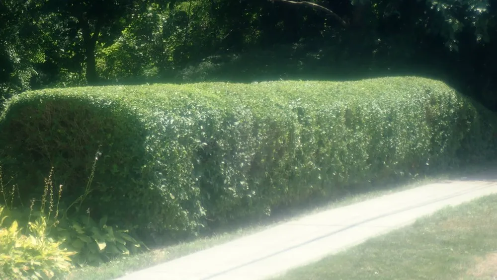 Custom yard cleanup service in Rocky Hill, CT - Tom's Landscape Co