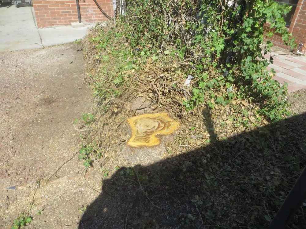 Local landscape design experts serving El Paso, TX - Tom's Landscaping