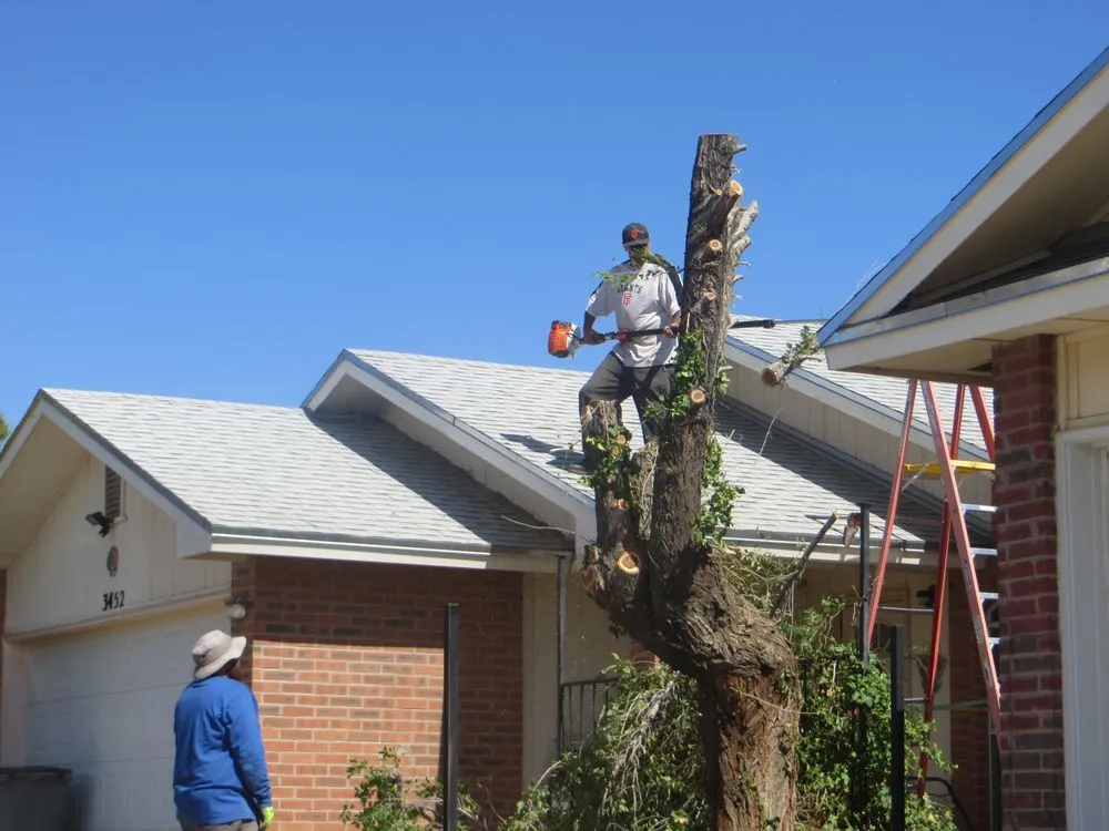 Top-rated yard cleanup service for residential properties in El Paso, TX by Tom's Landscaping