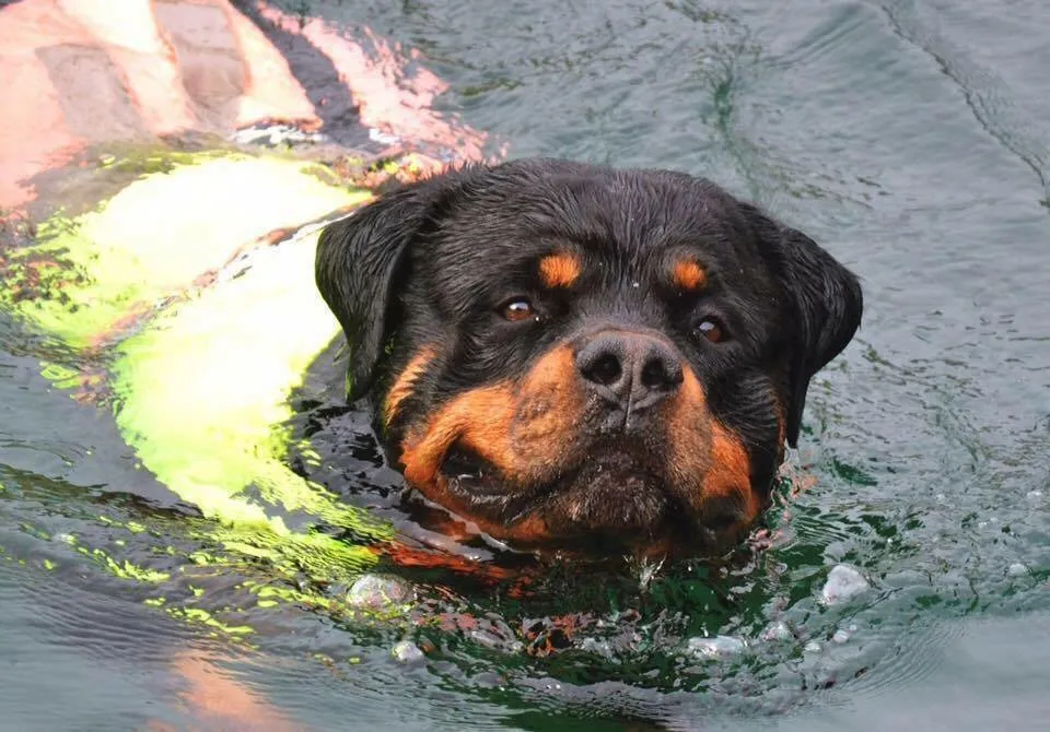 Professional yard maintenance in Twin Peaks, CA by Toms pets etc