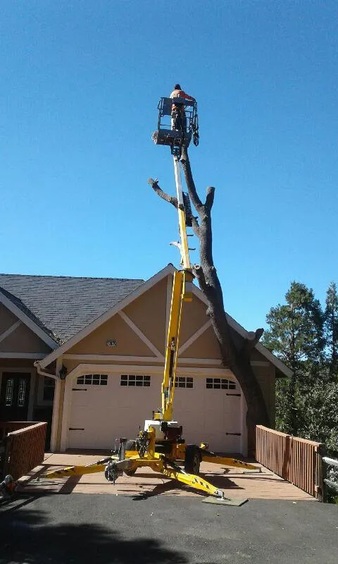 Expert yard cleanup service in Twin Peaks, CA by Toms pets etc
