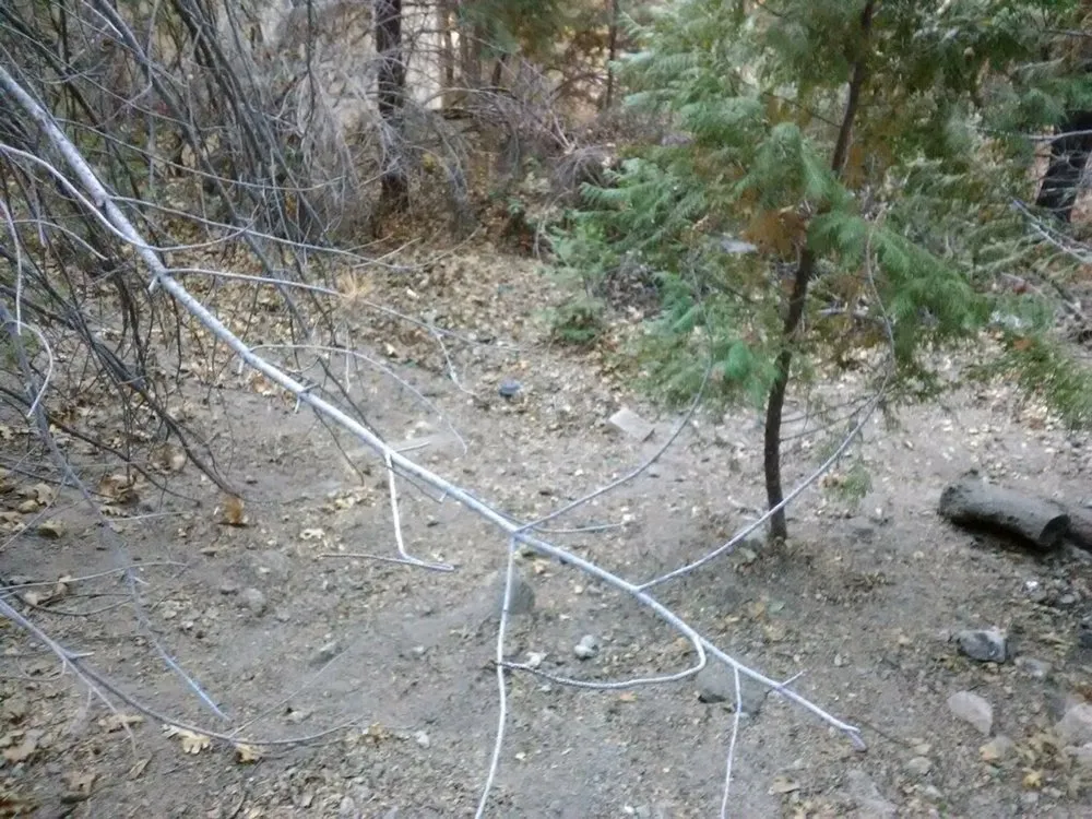Trusted outdoor landscaping in Twin Peaks, CA by Toms pets etc
