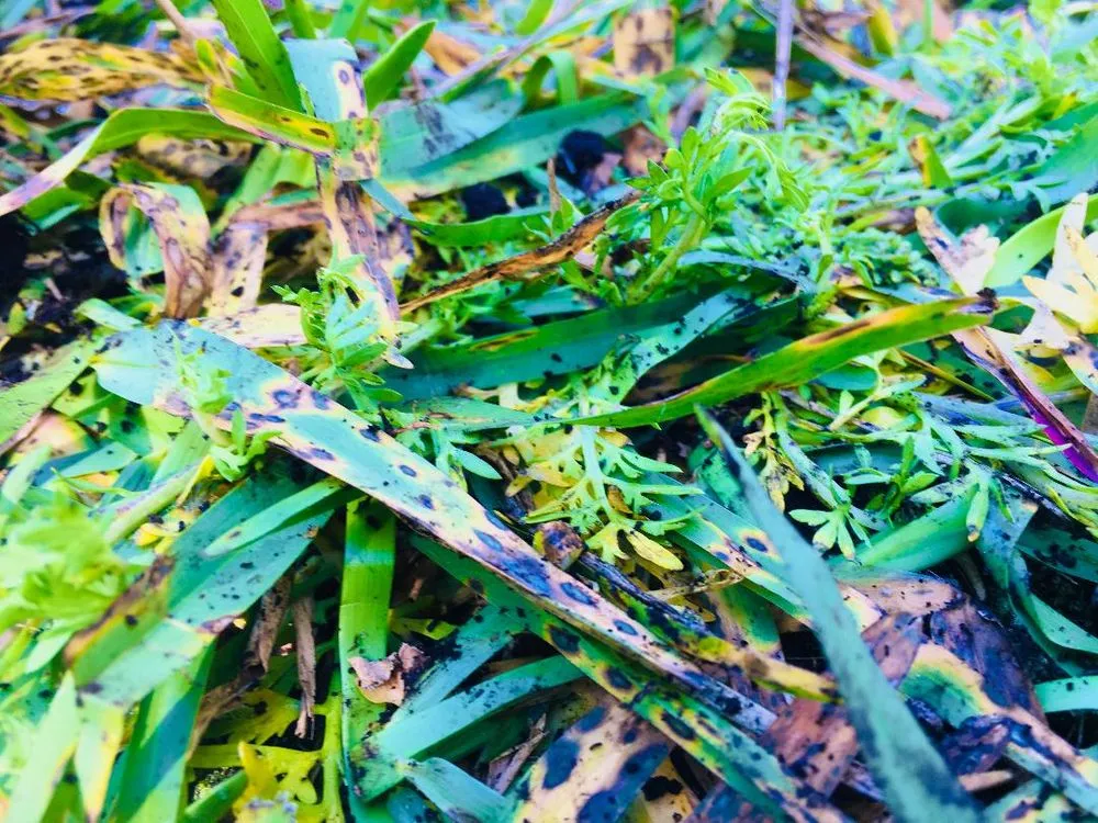 Expert yard maintenance in Clearwater, FL by Tom's Sod Service, Inc