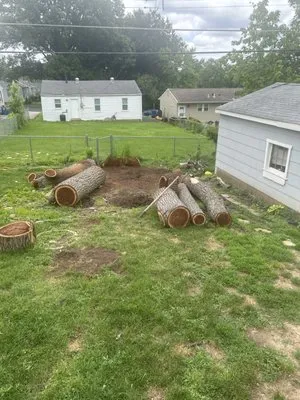 Tom's Tree and Landsape