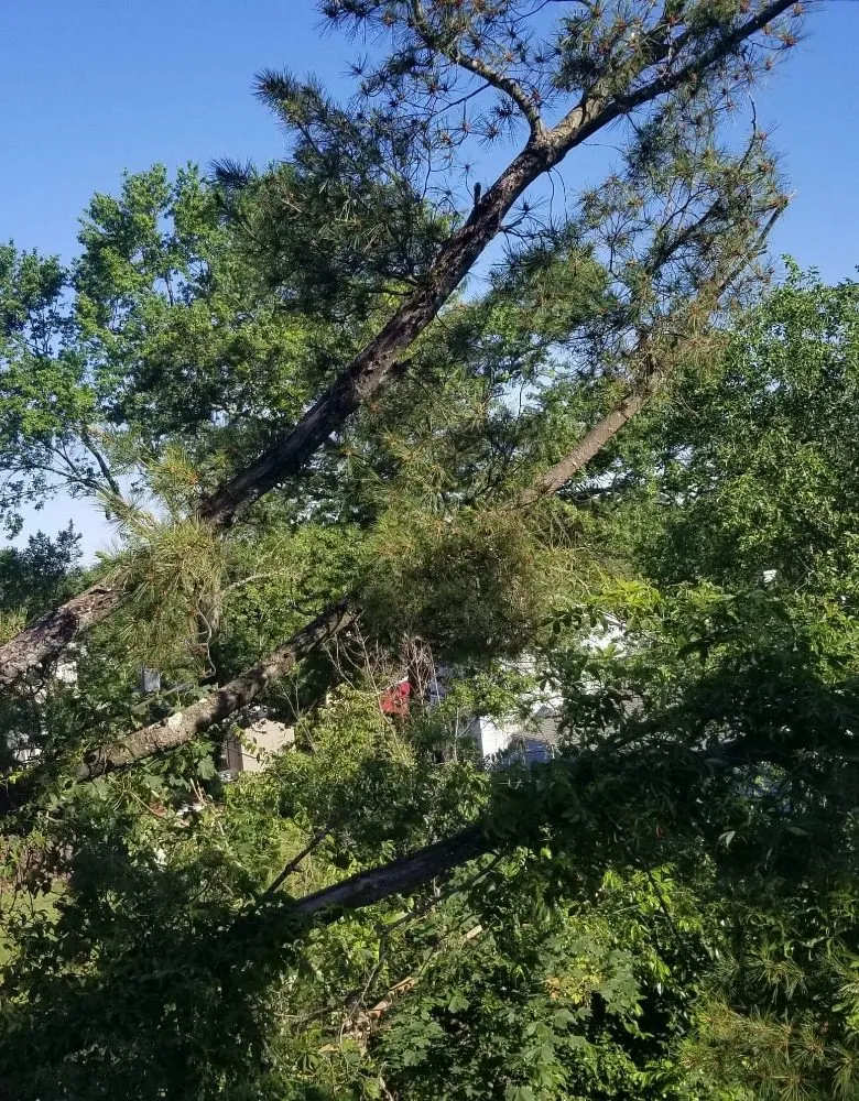 Trusted yard cleanup service in Bensalem, PA by Tom's Tree Services