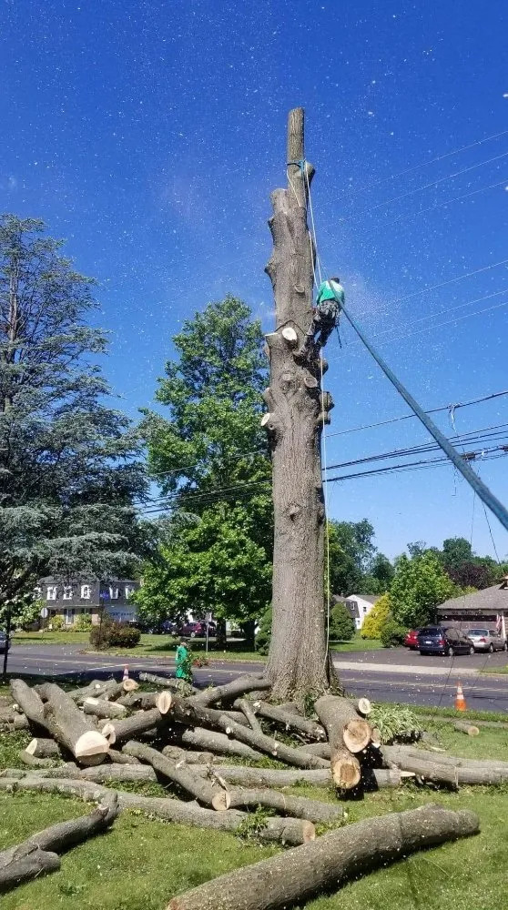 Reliable yard maintenance near you across Bensalem, PA - Tom's Tree Services