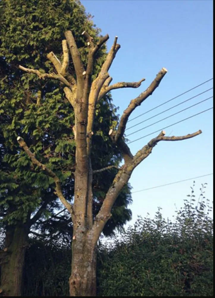 Top-rated yard maintenance for year-round maintenance across Bensalem, PA - Tom's Tree Services