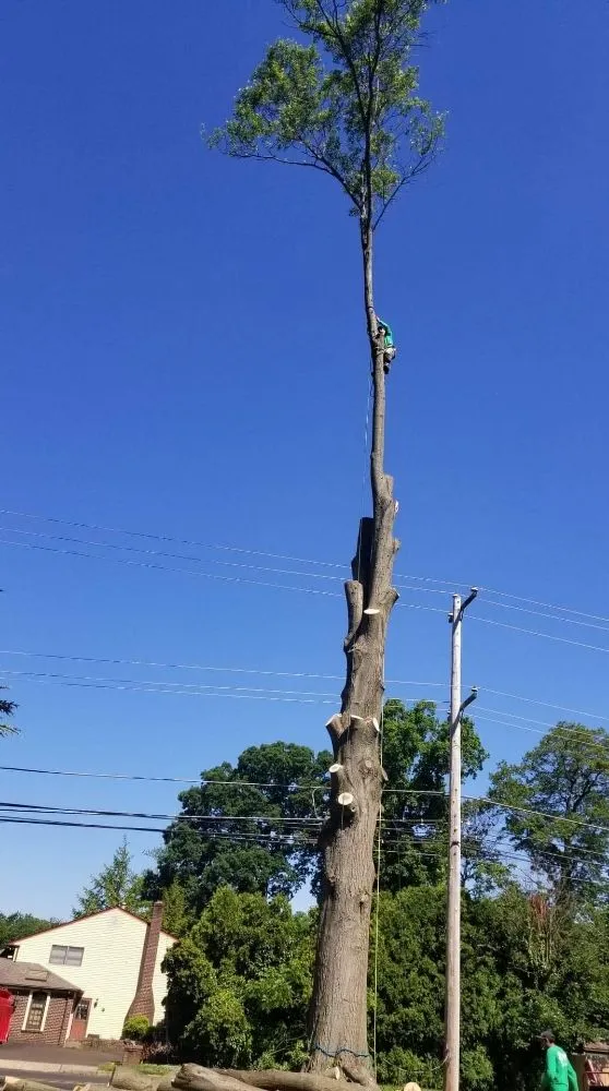 Reliable lawn mowing service in Bensalem, PA - Tom's Tree Services