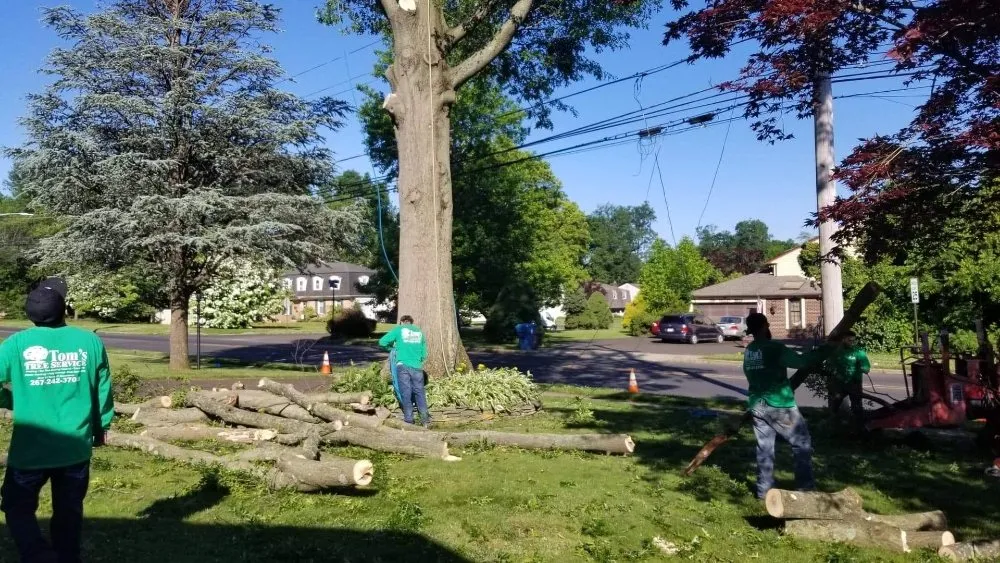 Trusted landscape design in Bensalem, PA by Tom's Tree Services