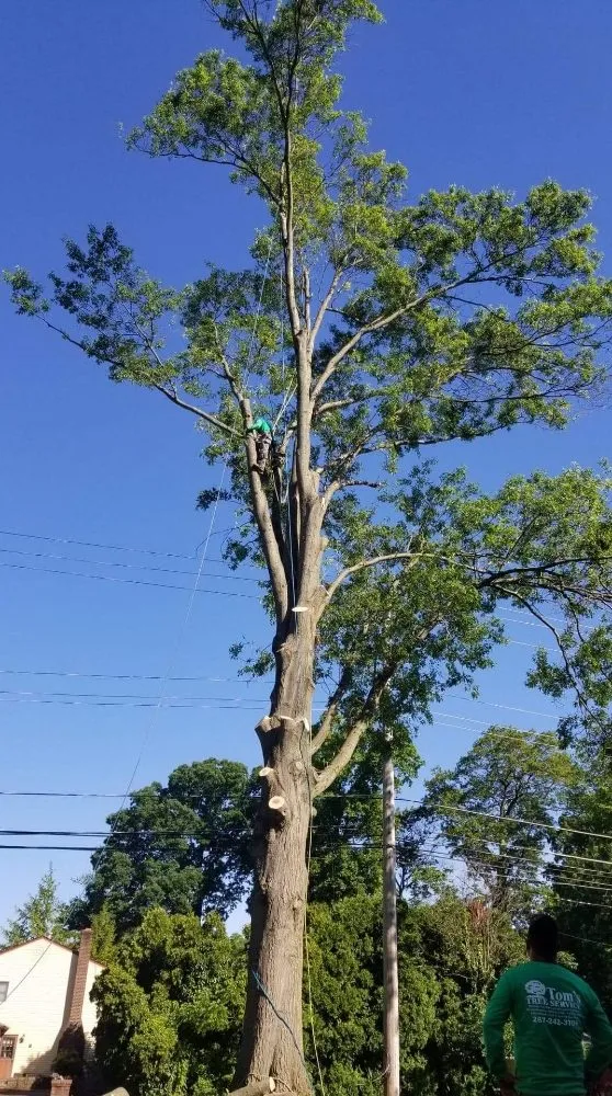 Trusted landscape installation near you in Bensalem, PA by Tom's Tree Services