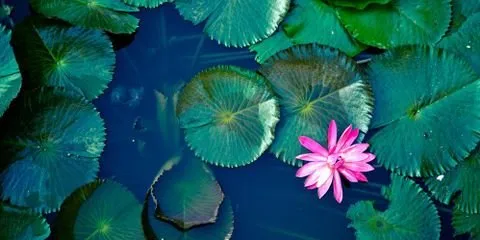 Custom landscape installation in Waynesboro, VA by Tom's Yardscape