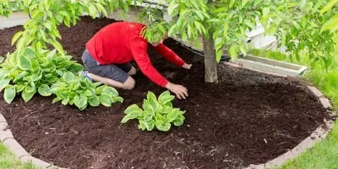 Trusted lawn care service in Waynesboro, VA by Tom's Yardscape