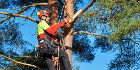 Custom lawn care service experts serving Waynesboro, VA - Tom's Yardscape