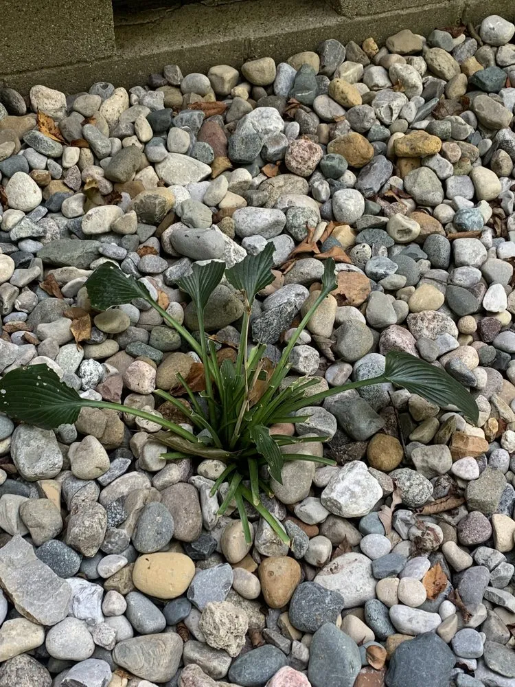 Expert yard cleanup service in New Baltimore, MI - Tone Setter - TS Outdoor Services