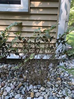 Tone Setter - TS Outdoor Services