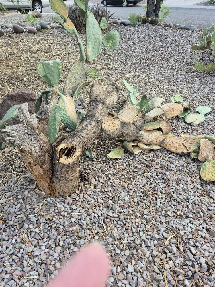 Trusted yard maintenance experts serving Oro Valley, AZ - Tone’s Landscaping