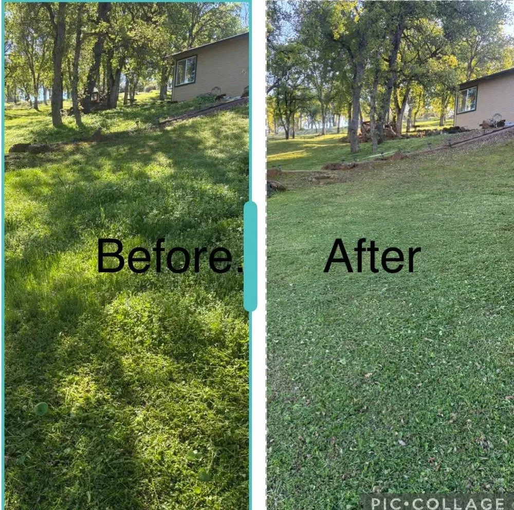 Affordable landscape design in Gridley, CA by Toni’s Yard Service