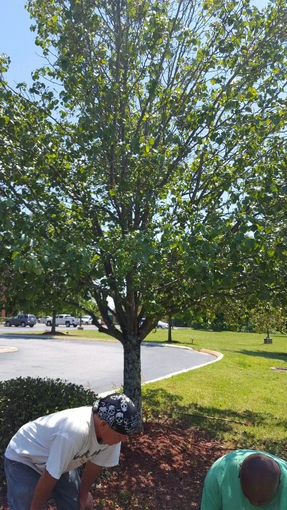 Custom yard maintenance experts serving Greenville, SC - Tonny and Son's Landscaping