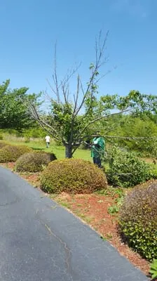 Tonny and Son's Landscaping Logo