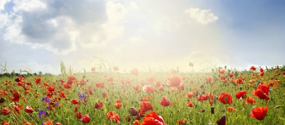 Professional outdoor landscaping experts serving Reading, PA - Tony & Joe's Landscaping Services