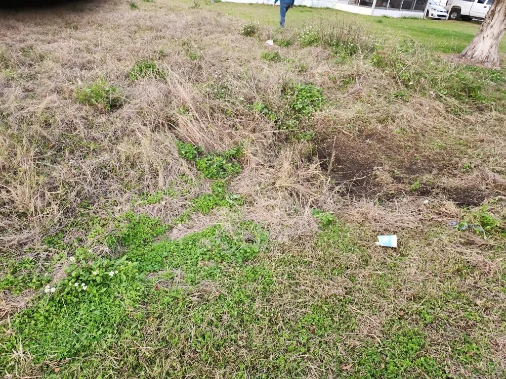 Custom outdoor landscaping in Lady Lake, FL - Tony Adams Lawn Services and Pressure Washing