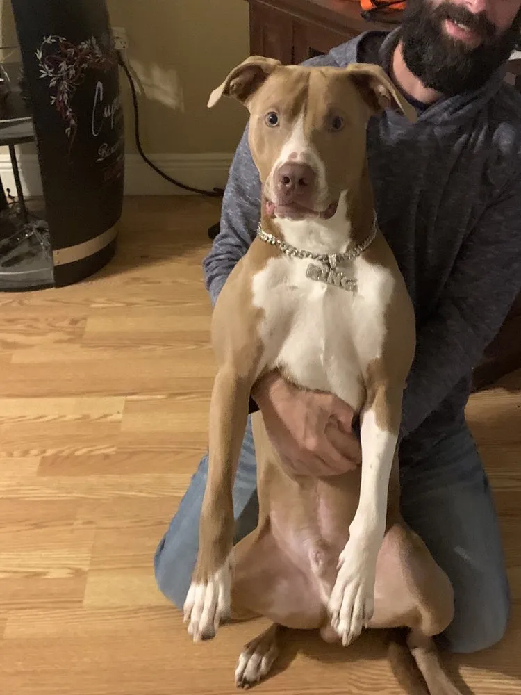 Reliable lawn care service for beautiful yards in Abita Springs, LA by Tony And Tammys cleaning service