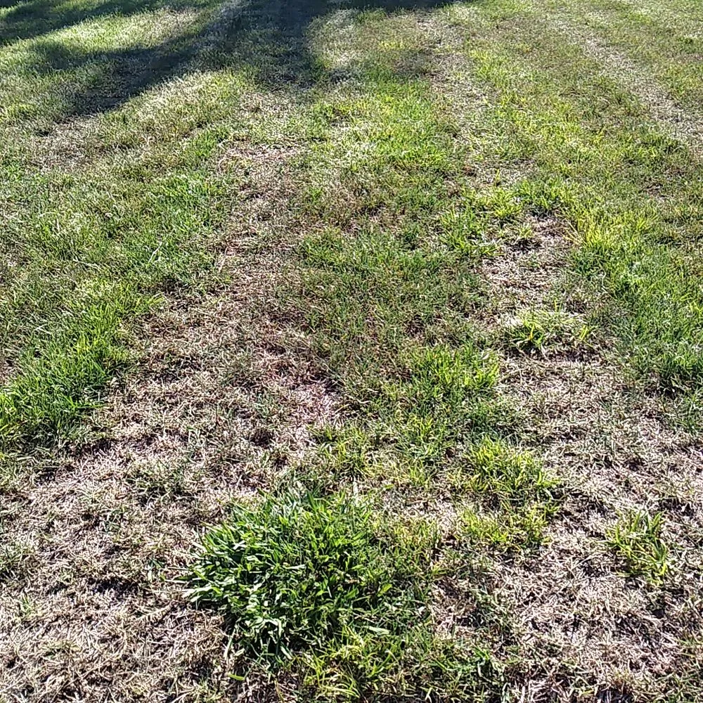 Reliable yard cleanup service in Bradenton, FL - Tony Barrett Lawn and Landscape