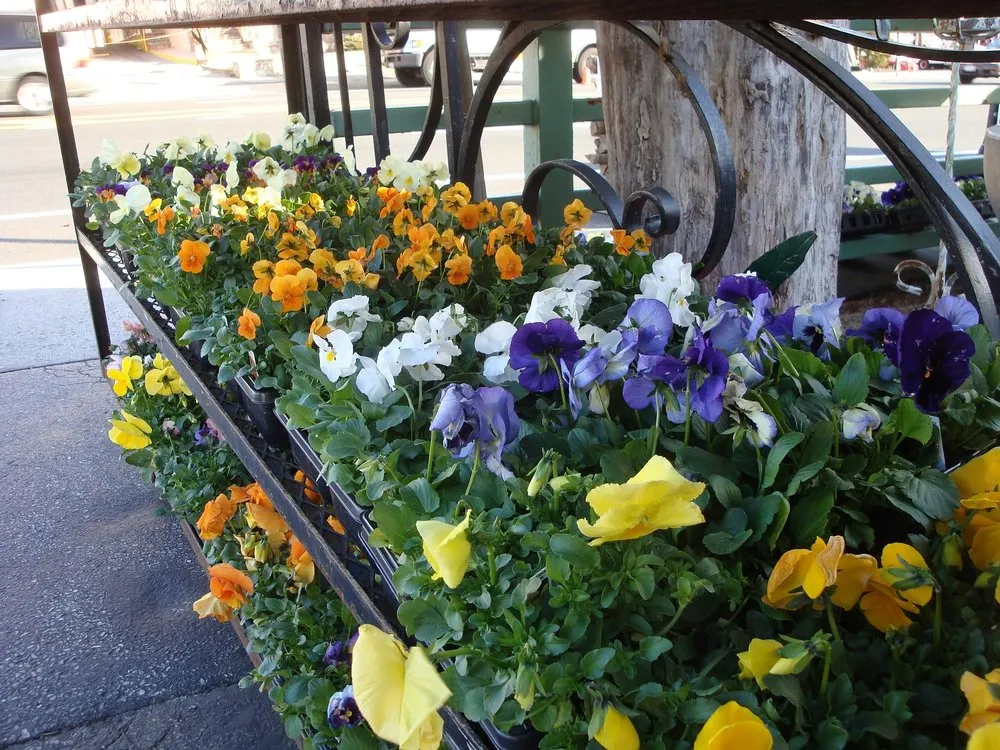 Custom yard cleanup service for residential properties in Roslyn, NY by Tony Di Stefano Landscaping