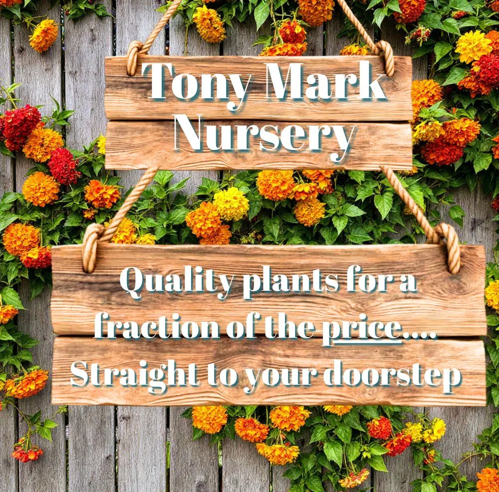 Expert residential landscaping for outdoor upgrades in Marshall, TX by Tony Mark Nursery