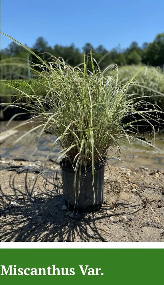 Trusted lawn mowing service experts serving Marshall, TX - Tony Mark Nursery