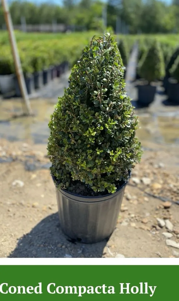 Reliable outdoor landscaping in Marshall, TX by Tony Mark Nursery