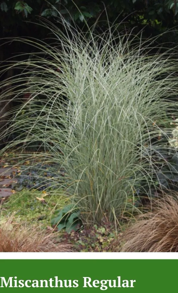 Expert lawn mowing service for outdoor upgrades across Marshall, TX - Tony Mark Nursery