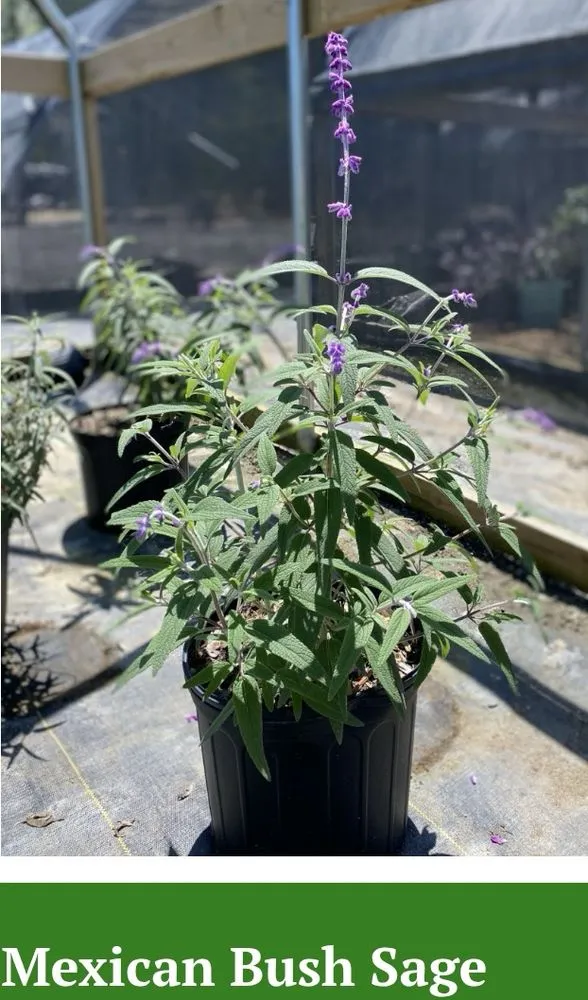 Affordable outdoor landscaping near you across Marshall, TX - Tony Mark Nursery