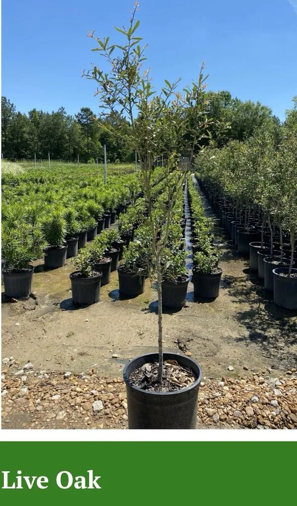 Expert garden landscaping in Marshall, TX - Tony Mark Nursery