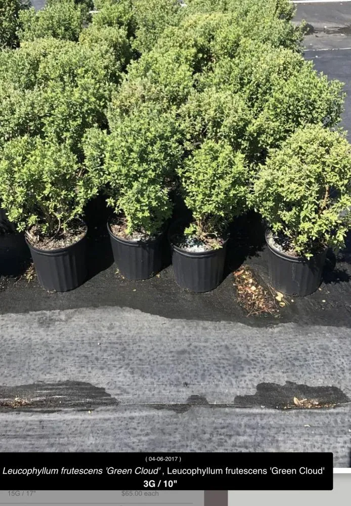 Top-rated yard maintenance experts serving Marshall, TX - Tony Mark Nursery