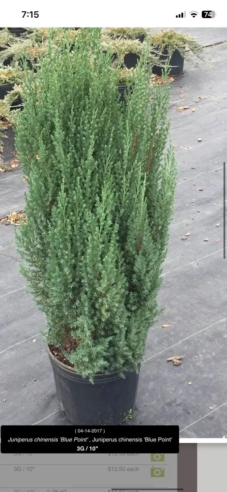 Local lawn mowing service for outdoor upgrades across Marshall, TX - Tony Mark Nursery