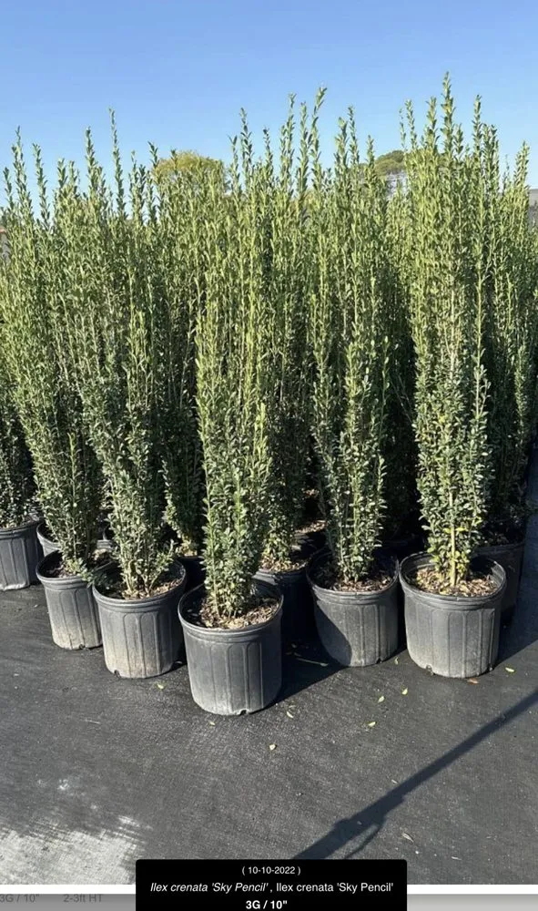 Affordable landscaping services for year-round maintenance in Marshall, TX by Tony Mark Nursery