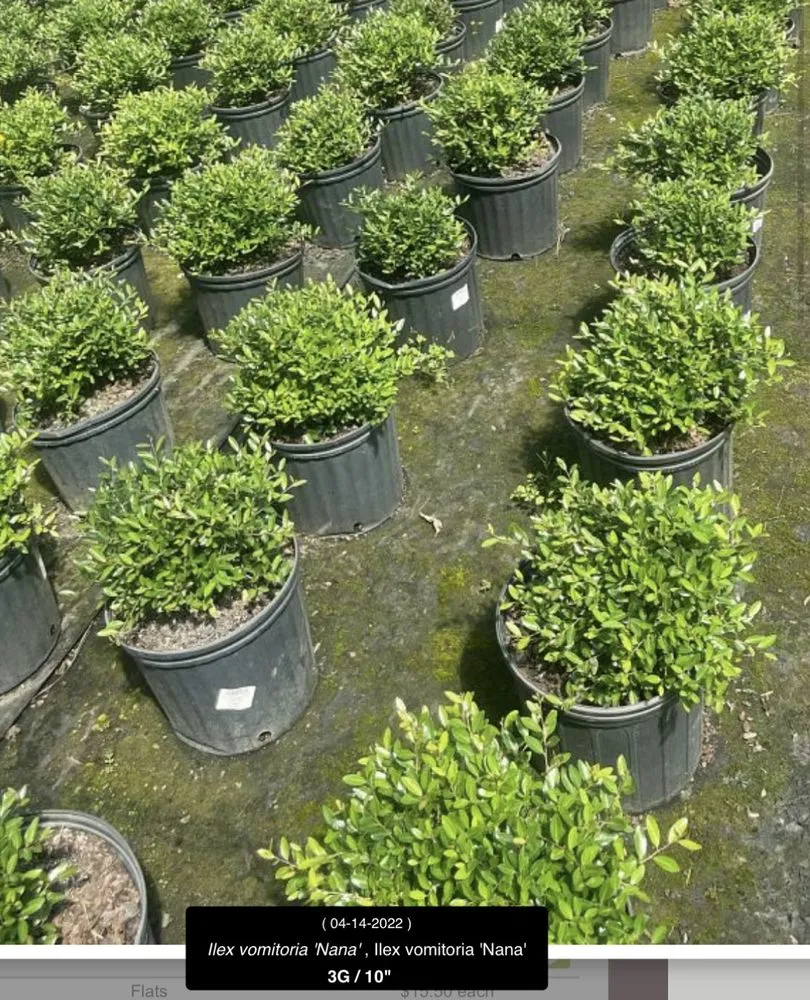 Expert yard cleanup service with custom design across Marshall, TX - Tony Mark Nursery