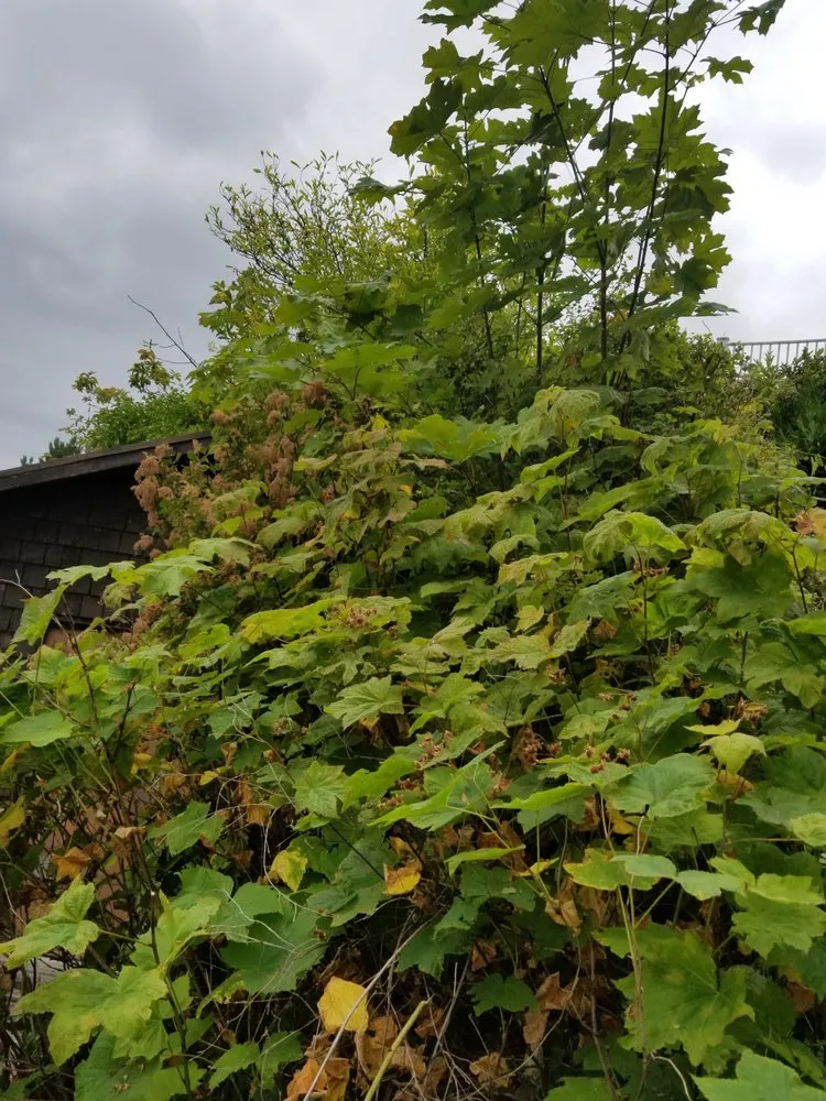 Custom landscaping services in Belfair, WA by Tony Marques Landscaping And General Contractor