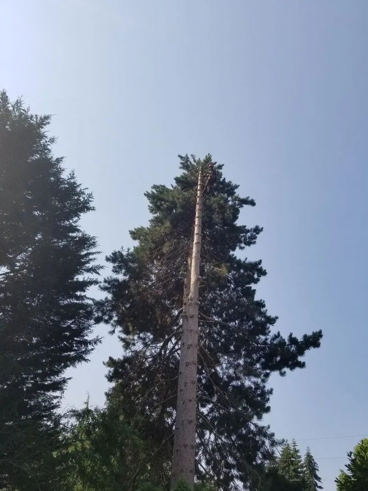 Custom lawn mowing service for year-round maintenance across Belfair, WA - Tony Marques Landscaping And General Contractor