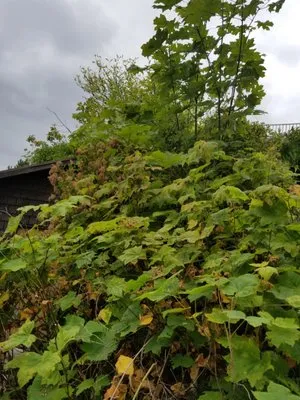 Tony Marques Landscaping And General Contractor Logo