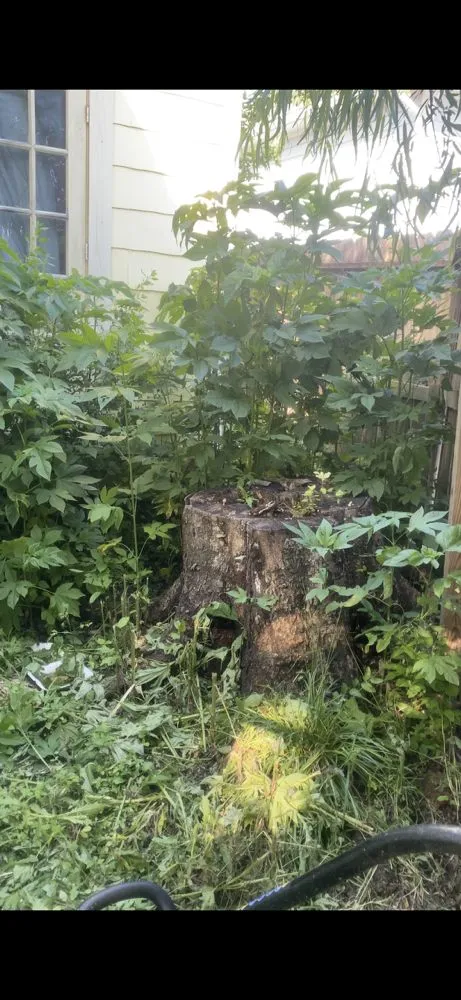 Trusted lawn mowing service in Baytown, TX - Tony Ray Lawn & Tree Crew