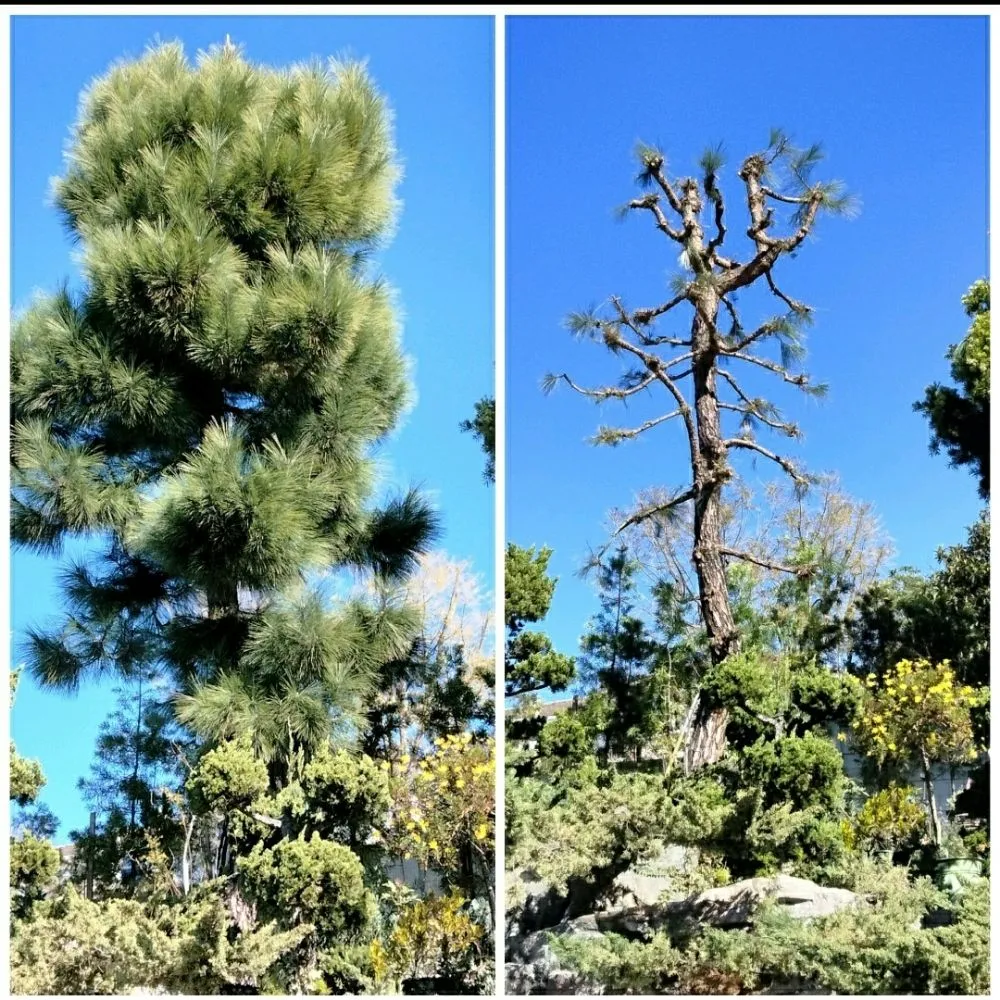 Custom yard maintenance with custom design across Compton, CA - Tony Sandoval Landscaping