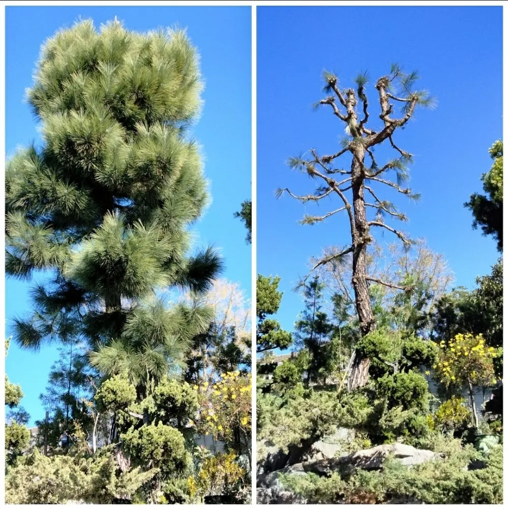 Affordable landscaping services in Compton, CA by Tony Sandoval Landscaping