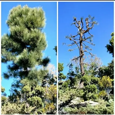 Tony Sandoval Landscaping Logo