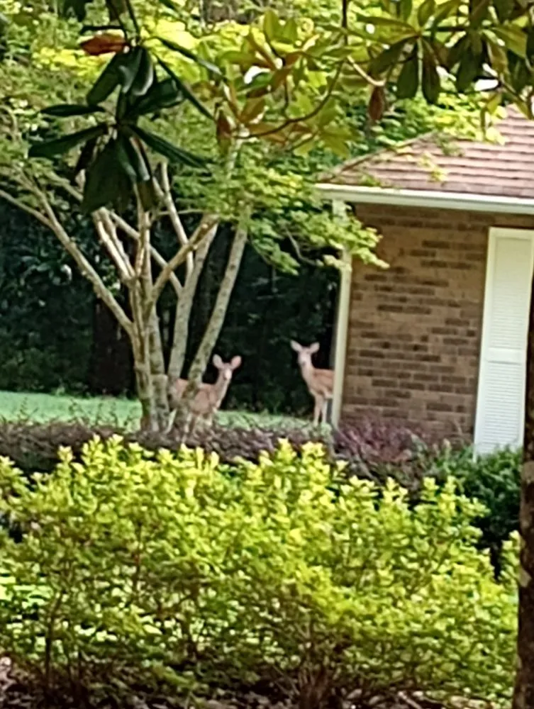 Local lawn care service for year-round maintenance across Monticello, FL - Tony Ts Lawn Care of Florida