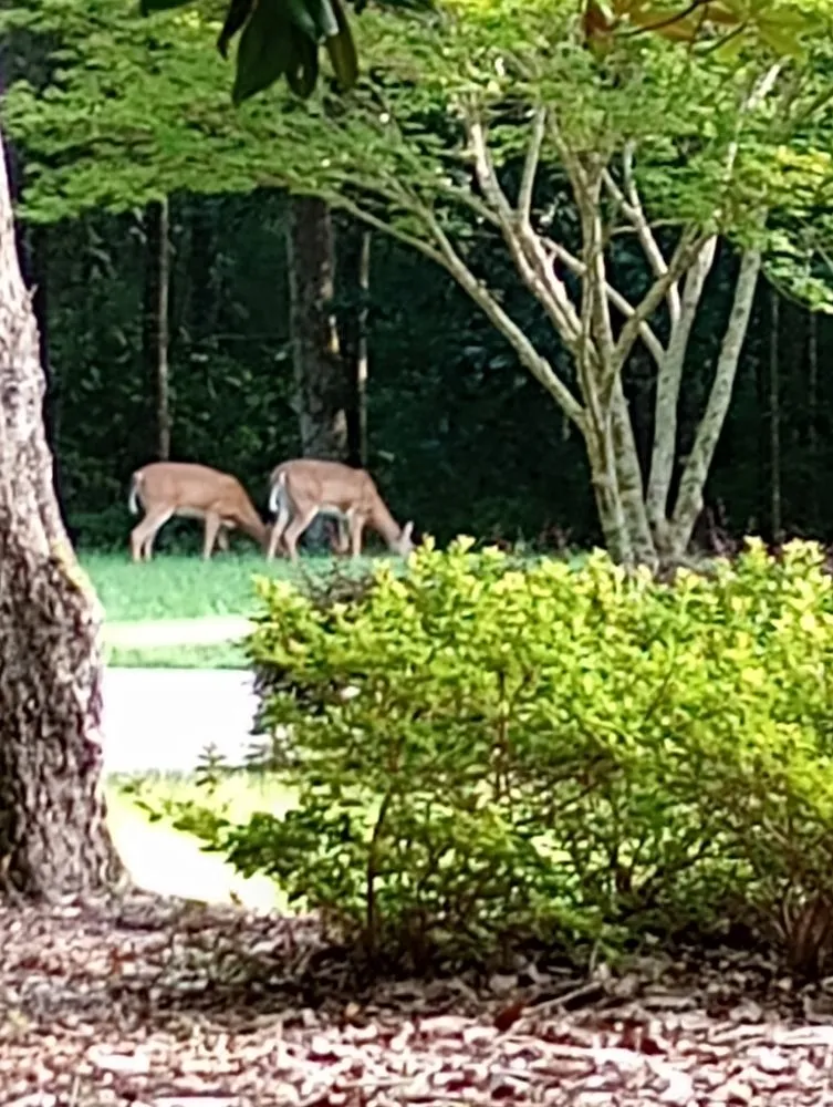 Professional yard maintenance for beautiful yards across Monticello, FL - Tony Ts Lawn Care of Florida