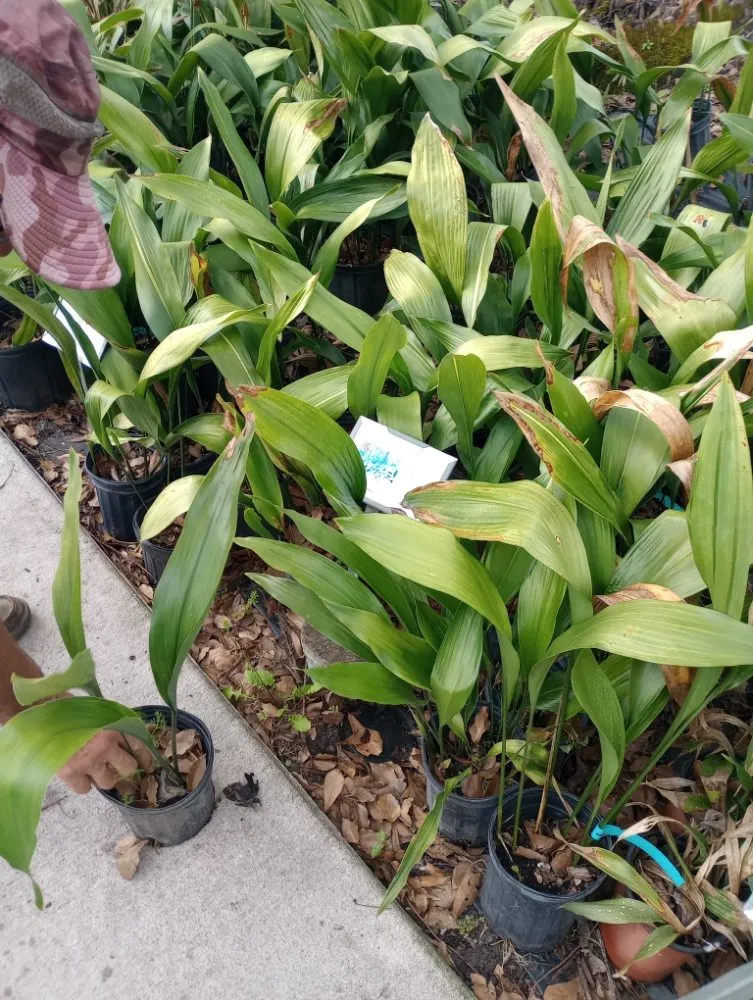 Reliable garden landscaping experts serving Monticello, FL - Tony Ts Lawn Care of Florida