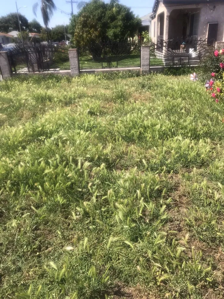 Affordable landscape design experts serving Long Beach, CA - Tony's Gardening Services