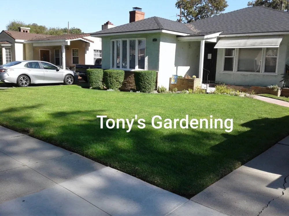 Custom yard cleanup service experts serving Long Beach, CA - Tony's Gardening Services